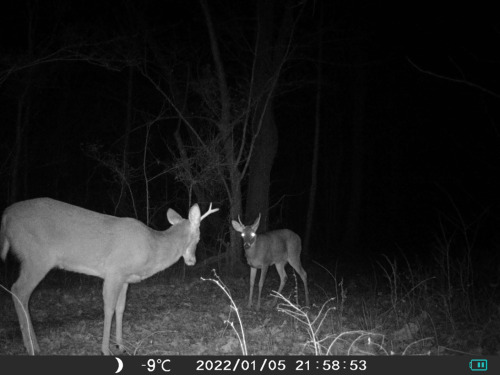 Spike Buck VS One Antler BuckWho will win?? 