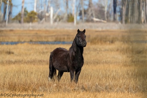 "Ace" Island Ponies Are Not Mustangs But Do Live Wild For Most Of The Year Assateague Island, Virginia