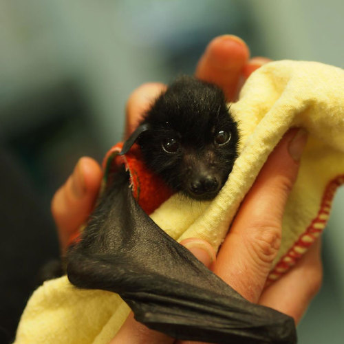 literalmeaning:  boredpanda:Orphaned Baby Bats At This Australian Bat Hospital Are Too Adorable  So bats really do like staying in a cleavage athpluver