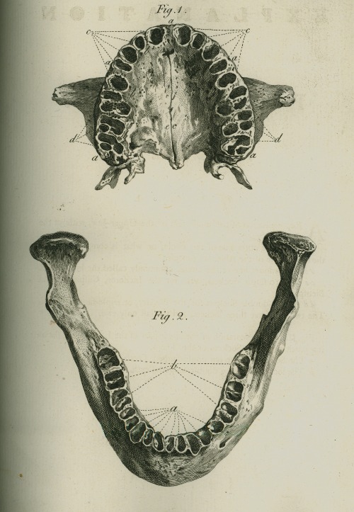 ri-science:  The Natural History of the Human Teeth by John Hunter F.R.S., 1771 Royal Institution Rare Book Collection This book aimed to explain the structure, use, formation, growth and disease of teeth. It was compiled by John Hunter (1728-1793) a