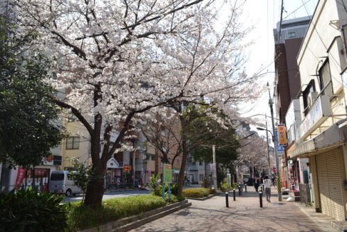 Cherry blossoms along Senkawa dōri, Sakuradai, Nerima, Tokyo. 2019