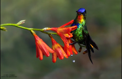 fairy-wren:  fiery throated hummingbird (photo by chris jimenez)