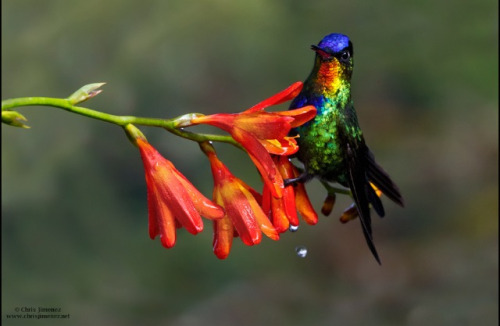 fairy-wren:  fiery throated hummingbird (photo by chris jimenez)