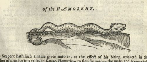 So many beautiful (and sometimes scary) beasts! From Topsell’s The history of four-footed beasts and