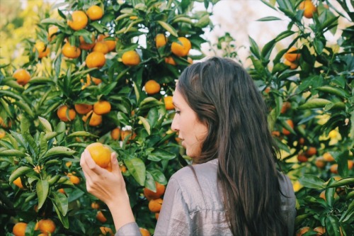televisionofnomads: Jeju Tangerine Picking in South Korea