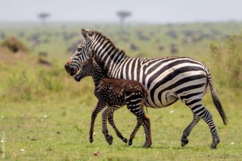 scarlettjane22:Rare Spotted Zebra Foal (and Mom)http://petslady.com/