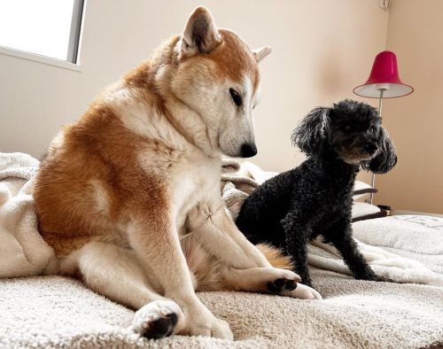 * Raining through the night and still so hard. Sluggish morning . . もう梅雨なの？ 気合い入れんとな 湿気との戦い。 #shiba#