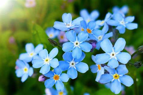 Type Of Flower (HC)