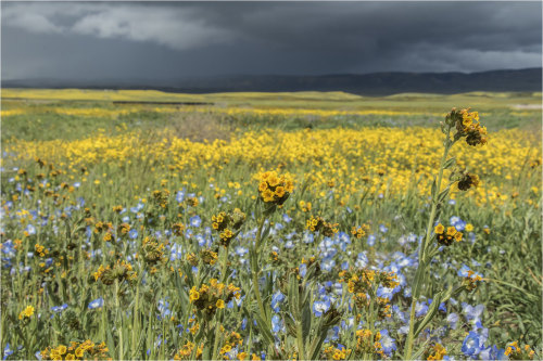 expressions-of-nature:Carrizo Plain, CA by Marlin Harms