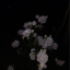 euphorianlike