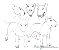 Thebadgerssett:  Little-Known Fact About Me: I Love Bull Terriers, Despite Not Having