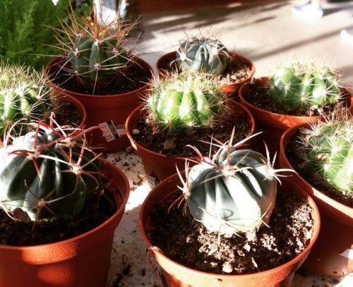 peace-and-awe:cacti