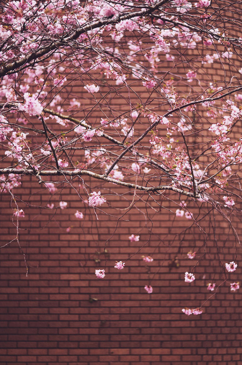 -kokoro: Spring ( by Mandy Faith)