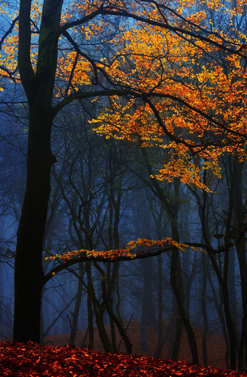 bluepueblo:  Dark Forest, The Netherlands photo by larsvandegoor 