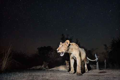 nubbsgalore:  under a starry serengeti night sky. photos by will burrard lucas, who employs both camera traps and a dslr camera mounted to a small remote controlled buggy to capture these photos.  