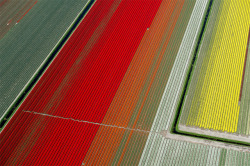 thekhooll:  Tulip Fields By Normann Szkop, Flying