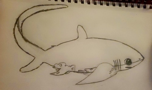I Fricking Love These Little Thresher Shark Bois!!!!!!