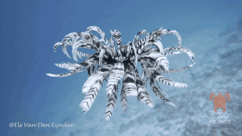 gifsboom:Feather Starfish. [video]