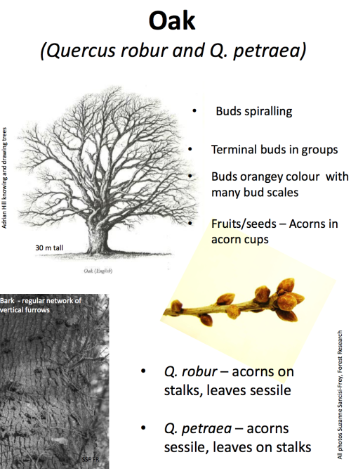 theleafguy: Tree Identification Guide Part 1 From “Identifying Broadleaved Trees in Winte