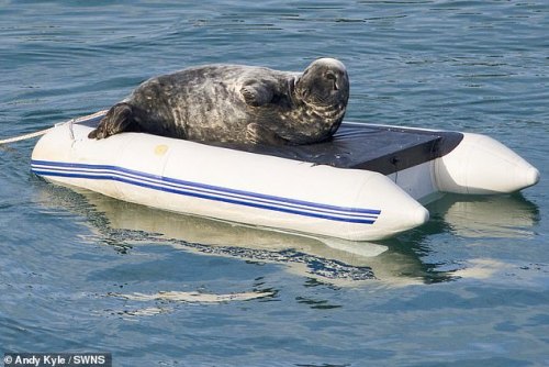 slushyseals: This senseless act of cruelty was captured in Dartmouth, Devon UK  The friendly mammal,