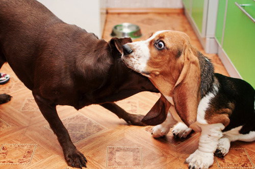 theunbrilliant:hounddogsrunning:Buddy and Kuddy(by Stas Vinokurov)Second one looks like Basset just 