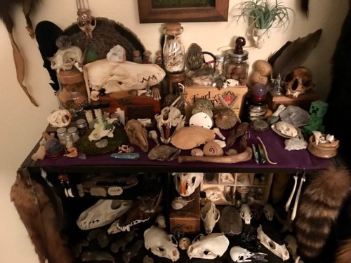 vulture-kitty: Collection update: 1/21/18 I am so running out of room .-.I have 0 idea where to pu
