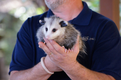 f-emasculata:  REALLY just wanna take this chance to remind the people who follow me to not kill/trap opossums if they’re in your yard, and do not call animal control! Seriously. Opossums are literally 100% BIOLOGICALLY INCAPABLE of carrying rabies.