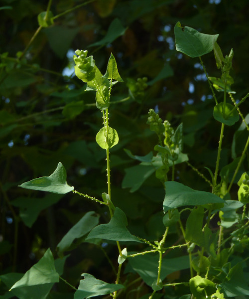 dendroica: This post will collect my observations for the iNatters of tumblr project’s Scavenger Hun