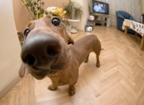 10+ Nosy Dogs Who Want To Know What You’re Doing