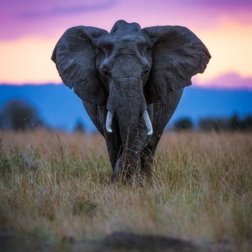 Elephantastic Fall of Dusk by #wildographer & photographic guide @markdumbletonphoto #Instafollo