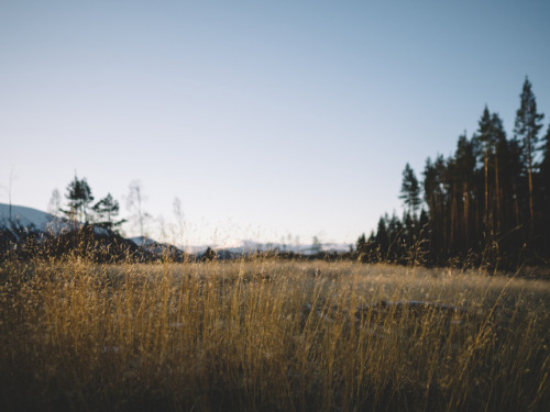 Morning forest wanderings in the Highlands