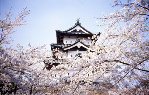 日本三大桜名所：青森県弘前城桜祭り by kinhaku