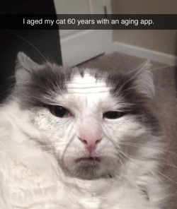 unimpressed cats