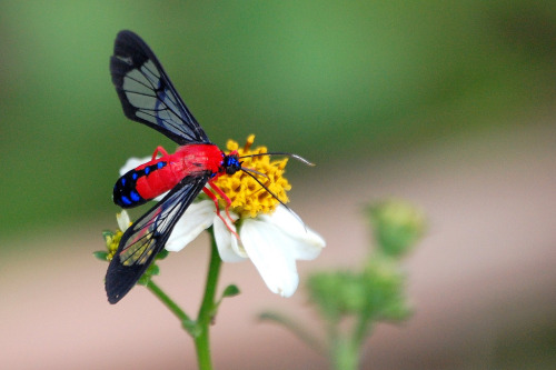 astronomy-to-zoology:Scarlet-Bodied Wasp Moth (Cosmosoma myrodora)….a species of tiger moth (