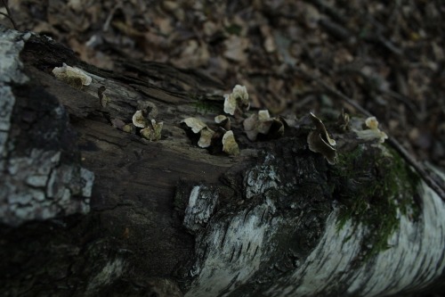 nicchessa: Mushrooms are so pretty! And I found a lot of them today