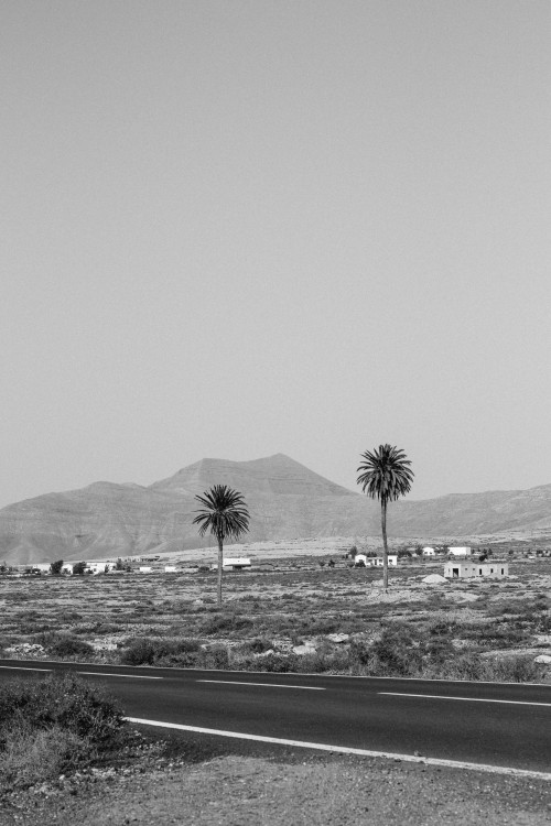 markkucler: Palm trees, Fuerteventura