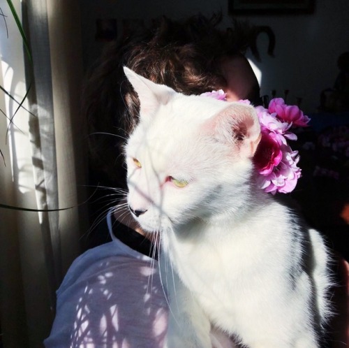 kilgorezouzou:Springtime cat