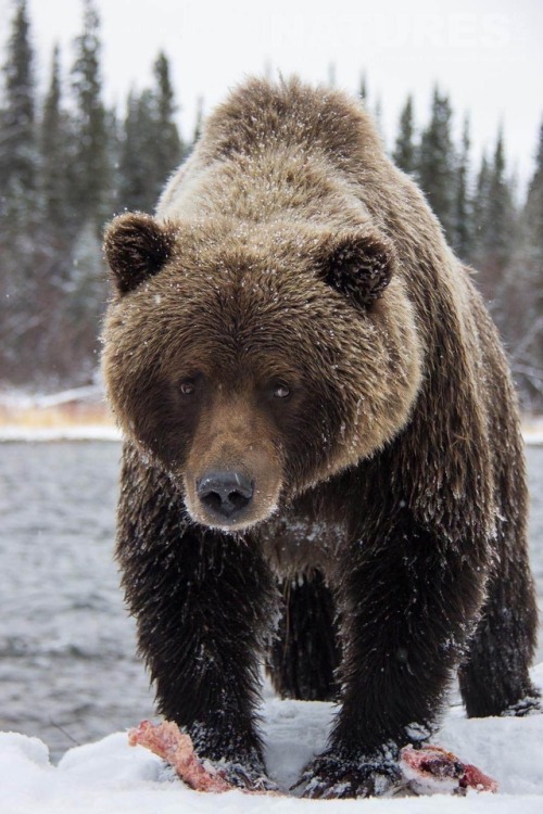 taylormademadman: Close Encounter with a hungry Grizzly