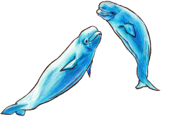 aleksidraws:  Transparent belugas! 