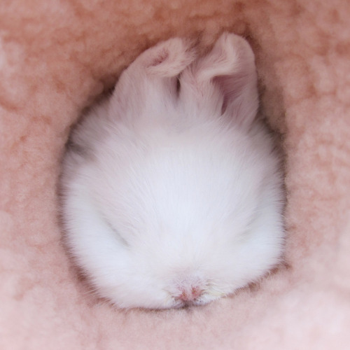 babycuts:  mybbbunny:  Sleepy baby bunny hideout xD  <3 cute <3  D'aw!
