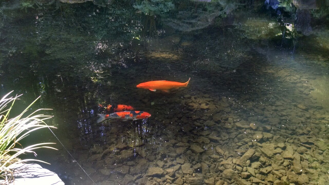 txepvi:  Some more of the Japanese gardens!