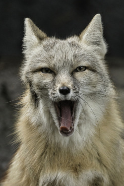 magicalnaturetour:  Corsacvos (Corsac fox)