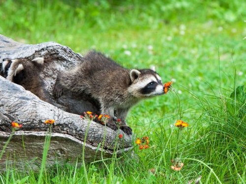 apple-bottom-dean:  heroes-get-made:  babyanimalgifs: for anyone that’s having a bad day, here are pictures of animals sniffing flowers A few more:   @betweenlovelines  
