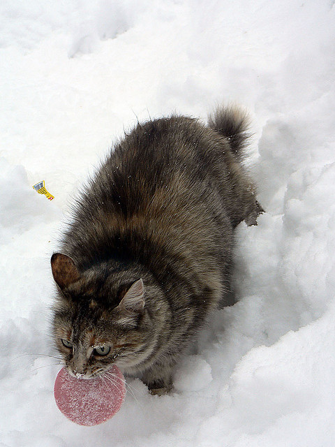 in the snow, stealing yo salami (by Ярви)