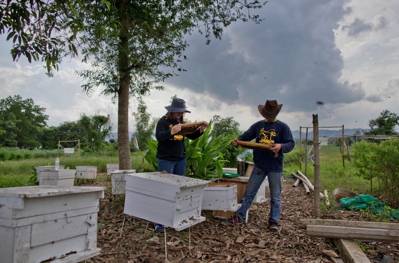 Campesinos tailandeses combaten a elefantes con abejas. Para impedir que los elefantes salvajes arrasen con sus cosechas, varios campesinos en Tailandia colocaron cercas eléctricas, encendieron petardos e incluso cambiaron sus cultivos de piñas a...