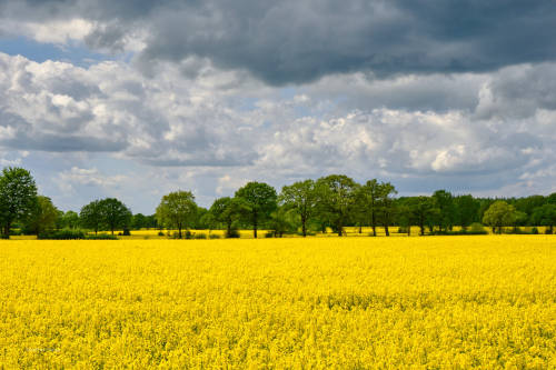 1) The rape blossom is coming to an end. Here are two quick series of pictures before it is over