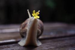 daisyshanti:  sexymattsmith:   snails are