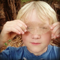 My little brother found a skeleton leaf