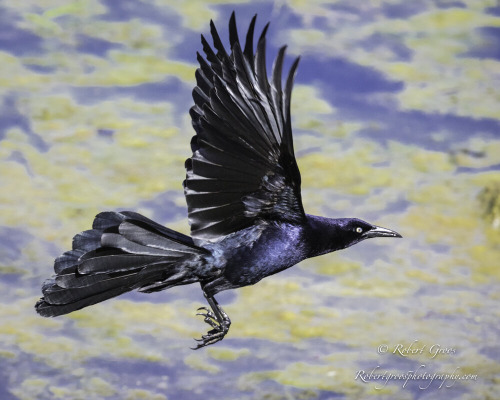 Great-tailed Grackle Appreciation Post