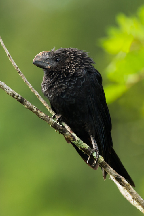 audible-smiles: radivs: Anu Preto by Salamandro holy shit you guys i found my new favorite bird